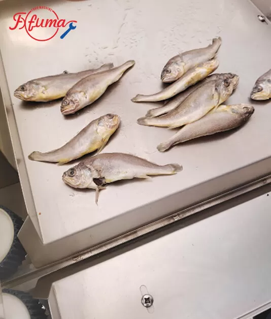 Russian client made a special trip here to personally test our small-fish fillet machine