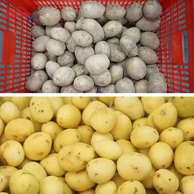 potato after peeled by peeling machine