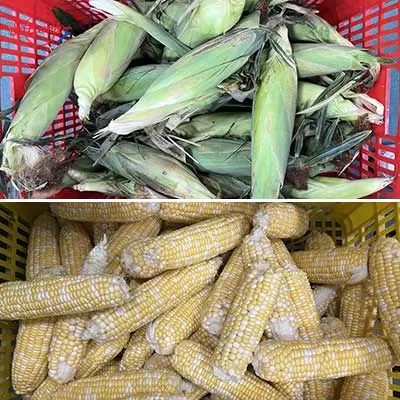 sweet corn production line - fxfm machine