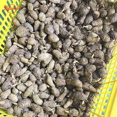 baby taro