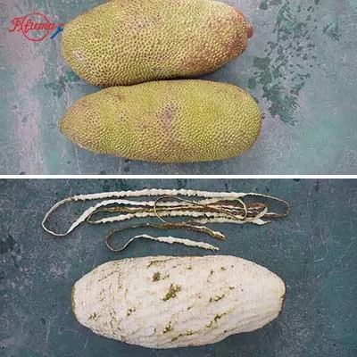 automated jackfruit peeling machine