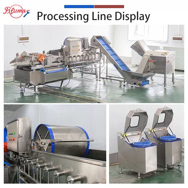 cabbge processing line