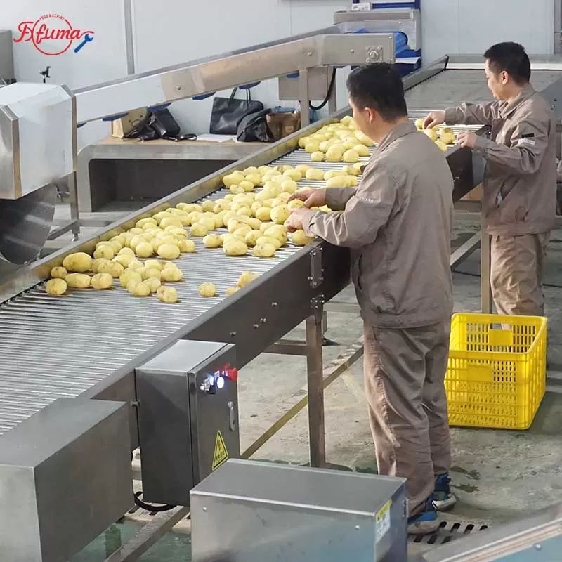 root vegetable processing line