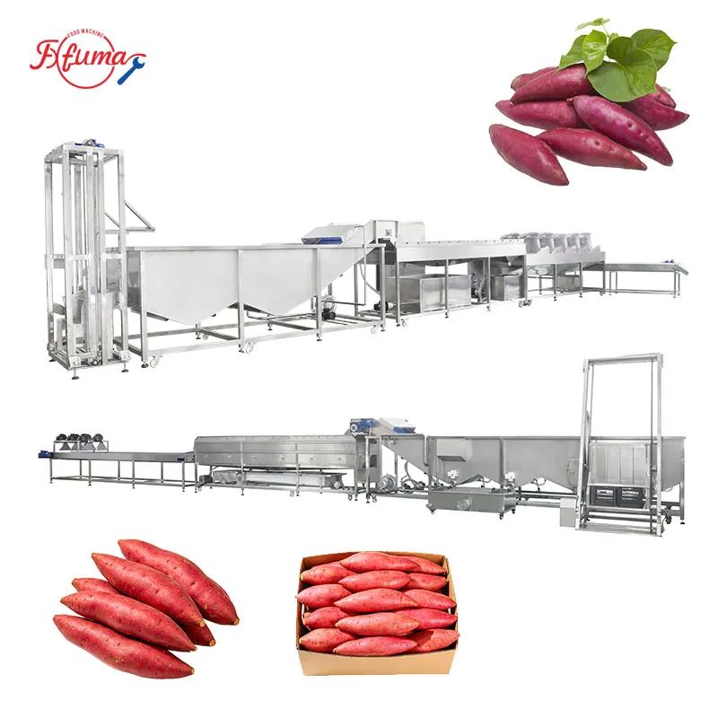 1-3 TPH Sweet Potato Cleaning Production Line