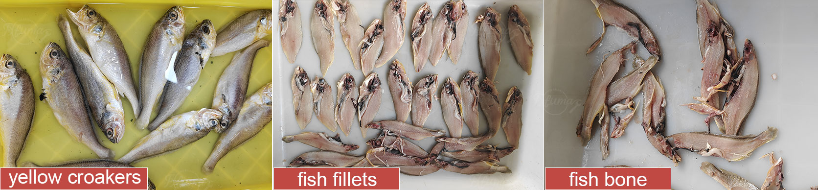 Russian client made a special trip here to personally test our small-fish fillet machine