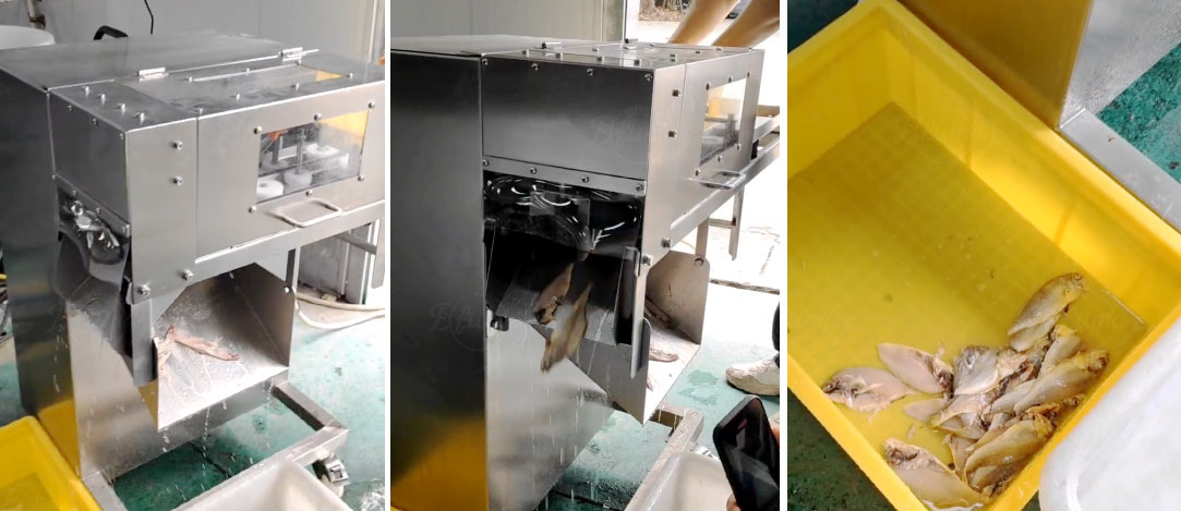 Russian client made a special trip here to personally test our small-fish fillet machine