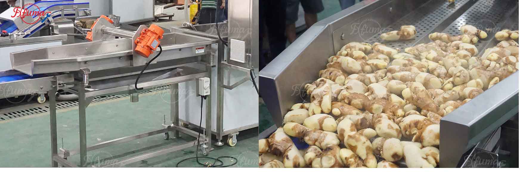 Successful Delivery of Customized Ginger Processing Production Line for Togo Client – Integrated Washing, Peeling, and Slicing with High Efficiency