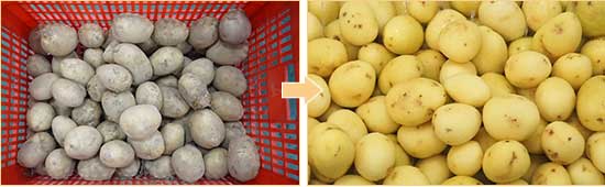 Commercial Potato Process Solution-Washing,Peeling,Cutting