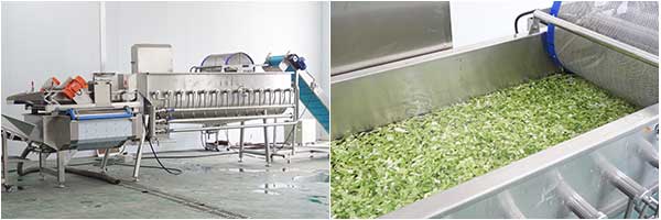 Fresh-Cut Salad Processing Line - Cutter, Washer, Centrifuge