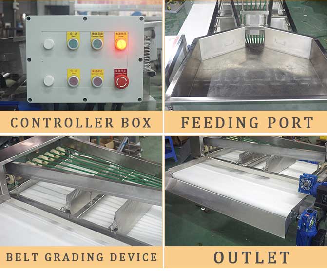Belt-Type Vegetable Fruit Sorting and Grading Machine - For Frozen or Fresh Broccoli Plum Cherry