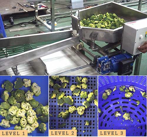 Belt-Type Vegetable Fruit Sorting and Grading Machine - For Frozen or Fresh Broccoli Plum Cherry
