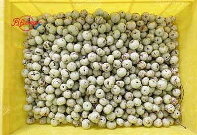 Small Scale Plum Emblica Gooseberry Juice Processing Line - Washing, Coring, Blanching, Juice Extraction