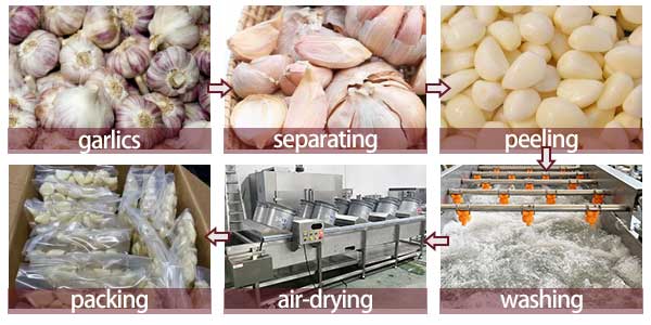 Small and Medium Scale Peeled Garlic Processing Machine Garlic Separator Peeler Washer Air-Dryer Machine