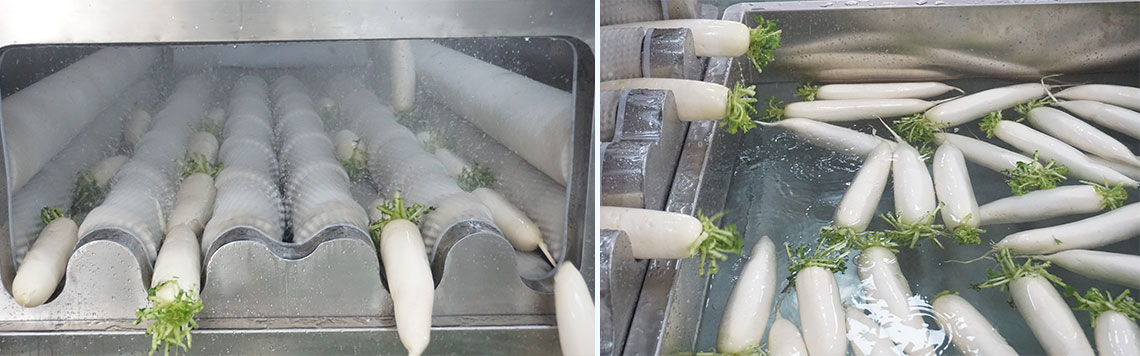Root and Tuber Vegetable Processing Procedures | Complete Mechanical Processing Lines for Long and Round Root Vegetables