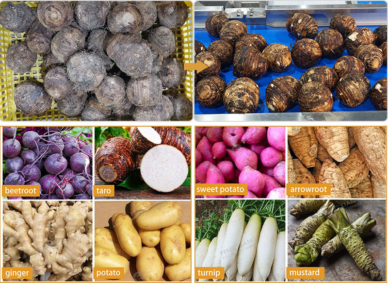 Rotating Barrel Washer for Vegetables Fruits Taro Potato Beetroots Mustard