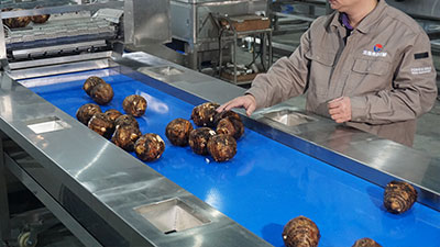 3-in-1 Taro Processing Line | Peeling, Cutting