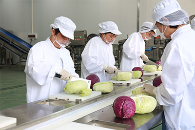 Commercial Salad Kits Production Line - Cutter, Double Washer, Centrifuge