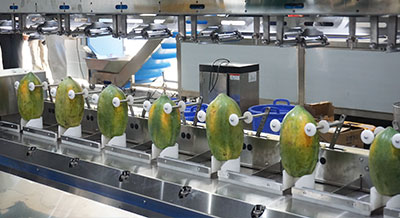 Multi-Head Papaya Peeling Machine