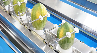 Multi-Head Papaya Peeling Machine