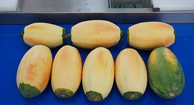 Papaya Processing Line - Peeling and Halving