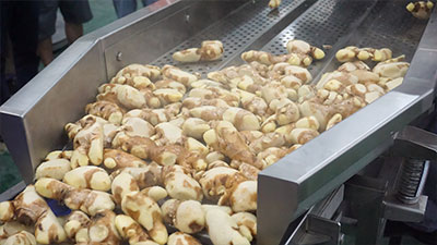Turmeric Ginger Process Line - Washing, Peeling, Blanching, Cutting