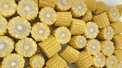 Industrial Fresh Corn Cob Cutter Machine industrial Sweet Corn Segment Cutter