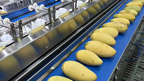 8/16 Heads Mango Peeling Machine