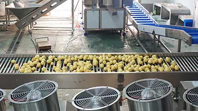 Potato Washing, Peeling and Air Drying Line, Root Vegetable Processing Solution