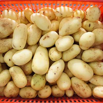 Potato Washing, Peeling and Air Drying Line, Root Vegetable Processing Solution