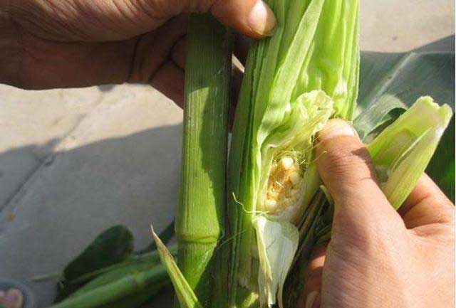 How to Use Industrial Corn Duhusk Machine