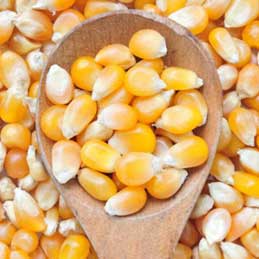 Core Productivity Equipment of Corn Processing