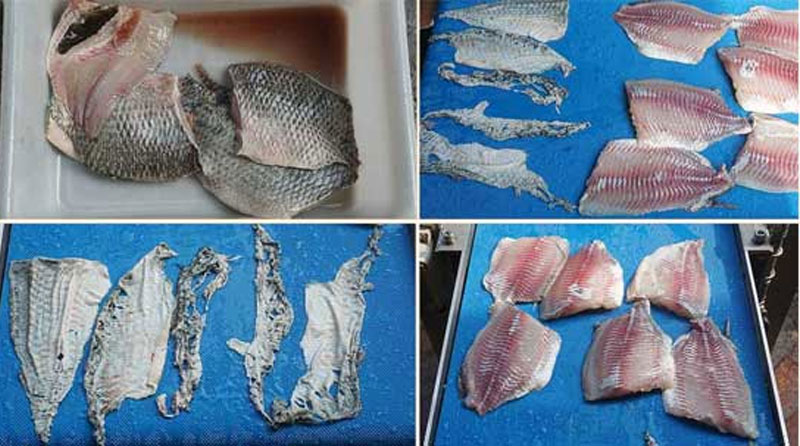 FQS-400 Fish peeler machine tilapia skin removing machine